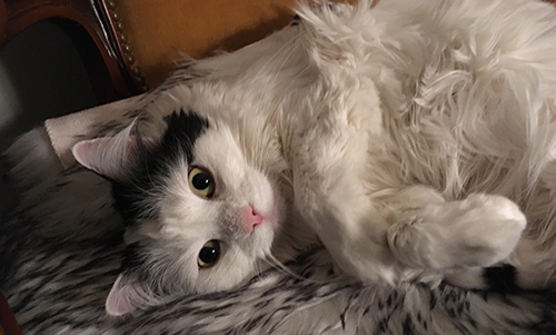 Citrus i hallstolen öppna ögon