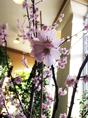 Rosa blomma i Linneanum