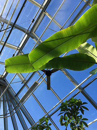 Gröna växter inne i Tropiska växthuset mot blå himmel