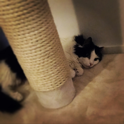 Lucifer vid klöspelaren filter