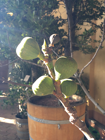 Fikon i sol i Linneanum