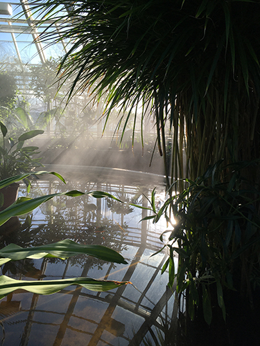 Victoriarummet Tropiska växthuset