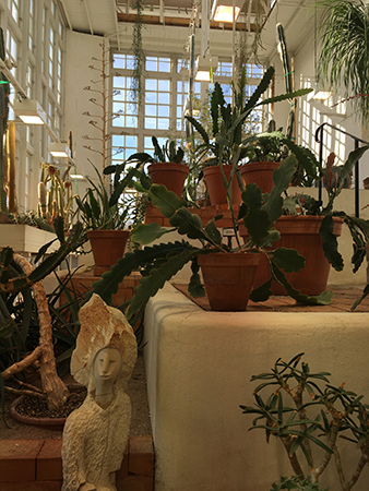 Kaktusar i Linneanum