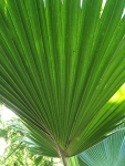 Under en grön växt i Tropiska växthuset