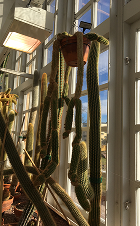 Långa hängande kaktusar i Linneanum