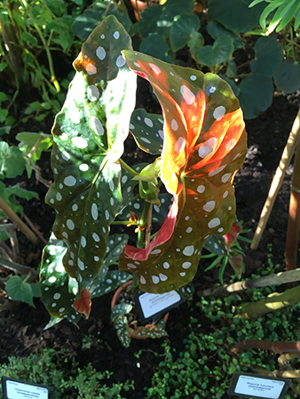 Prickigt och färggrant i Tropiska växthuset