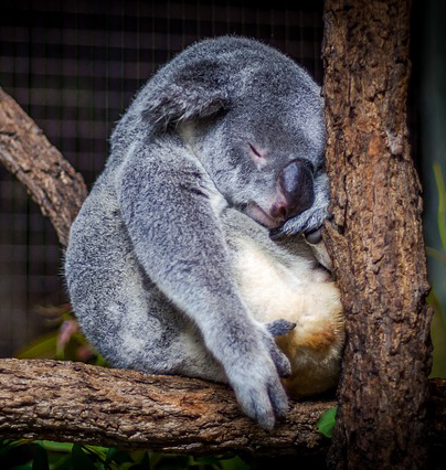 Koala