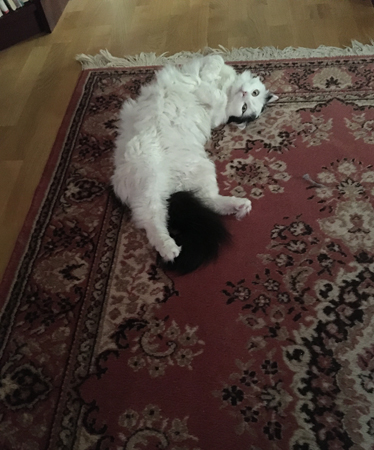 Citrus på Bokrumsmattan