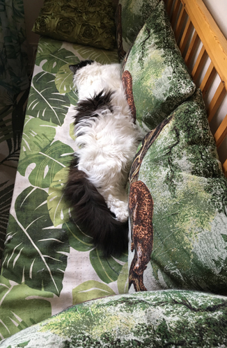 Lucifer i hela Annas kökssoffa