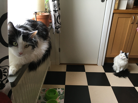 Lucifer och Citrus i köket