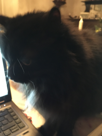 Lukas Katt vid min dator