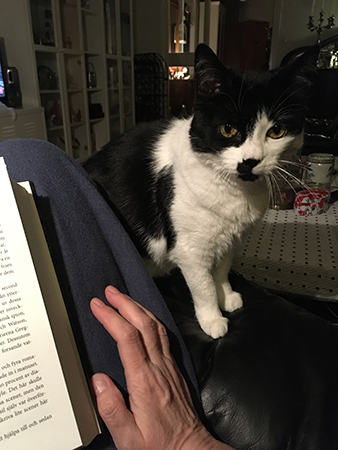 Mini hos mig på fåtöljens armstöd jag läser