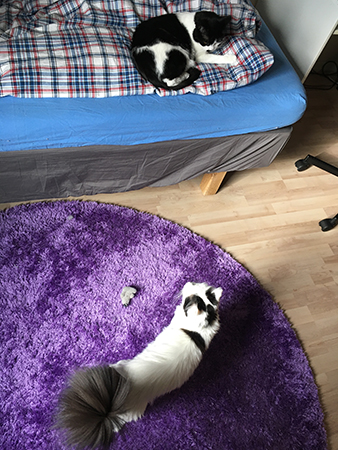 Mini och Citrus i Pojkrummet