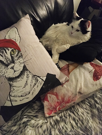 Citrus bland soffkuddarna