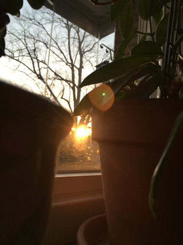 Solnedgång mellan blomkrukorna