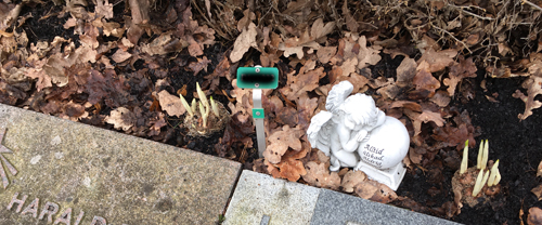 Graven med krokus i fokus