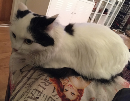 Citrus på min fotpall