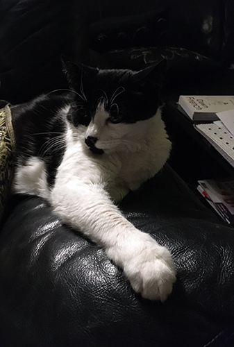 Mini på Annas armstöd