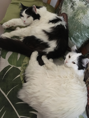 Lucifer och Citrus i Annas kökssoffa