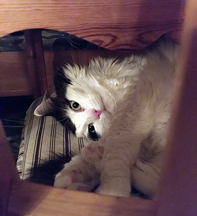 Lucifer tittar fram mellan spjälorna i köksstol