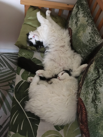 Citrus med huvudet i Lucifers rumpa