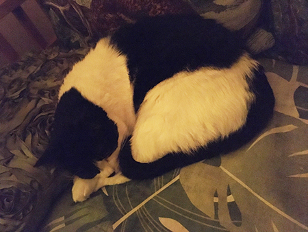 Mini sover i Annas kökssoffa