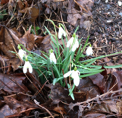 Snödroppar i Motala