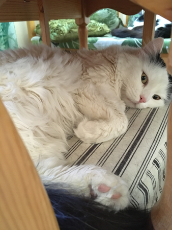 Citrus med blicken Stör ej