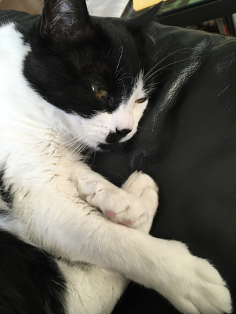 Mini sover hos mig i fåtöljen