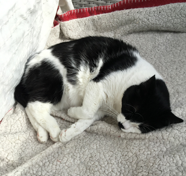 Mini sover på balkongen