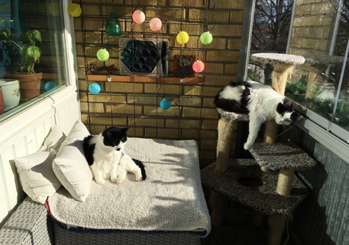 Solkatterna Mini och Lucifer på balkongen