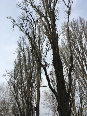 Träd mot ljusgrå himmel