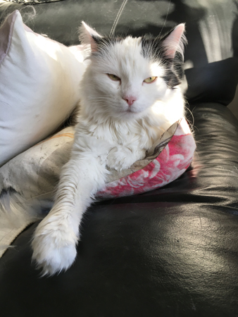 Trött Citrus på kudde i kvällssolen i soffan