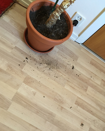 Jord på golvet i Djungelrummet