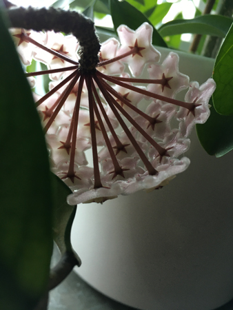 Porslinsblomman i vardagsrummet blommar