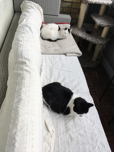 Citrus och Mini i soffan på balkongen