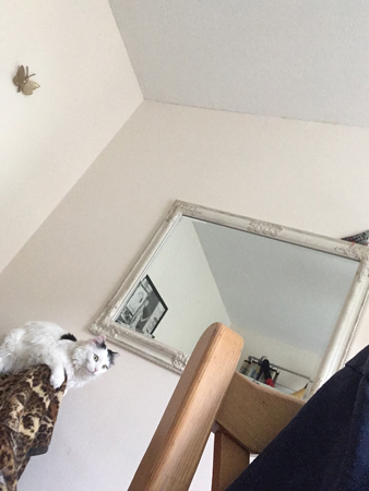 Citrus uppe på farfarsfåtöljen