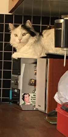 Citrus på stereon i köket