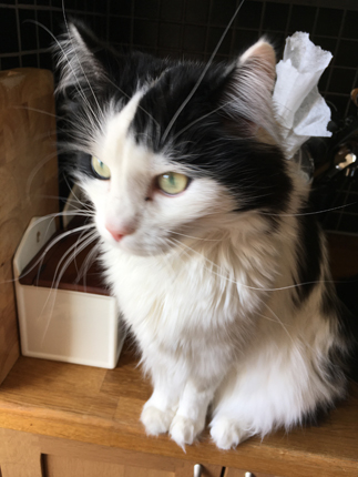 Lucifer väntar på mat