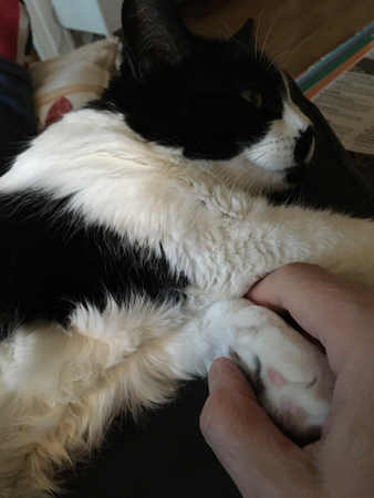 Mini sover på armstödet med tassen i min hand