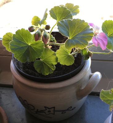 Pelargon med knoppar och blomma i mormorskruka