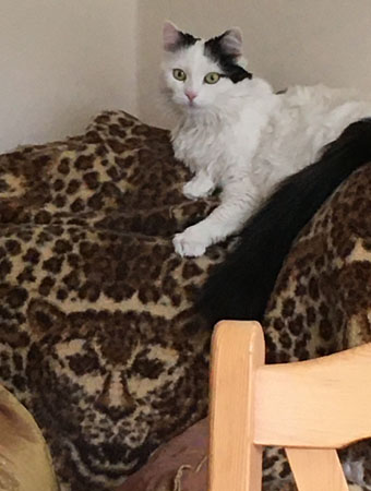 Citrus på farfarsfåtöljen