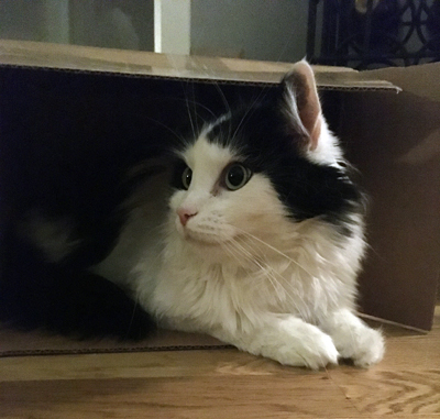 Lucifer i lådan tittar åt höger