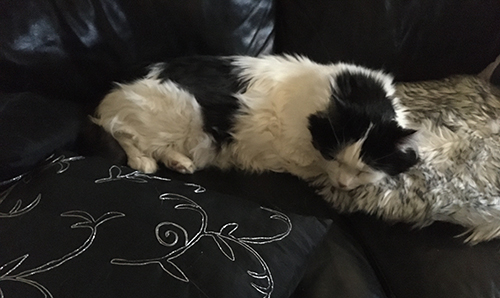 Lucifer sover på soffan