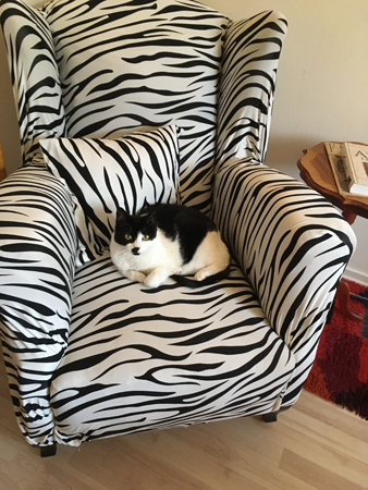 Mini i zebraklädd farfarsstol