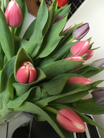 Lila och rosavita tulpaner