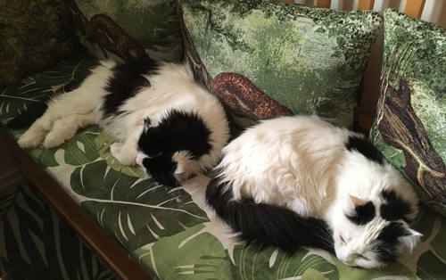 Lucifer och Citrus ligger i Annas kökssoffa