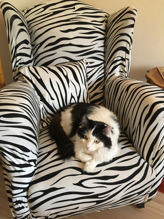 Luicfer i zebraklädd farfarsfåtölj