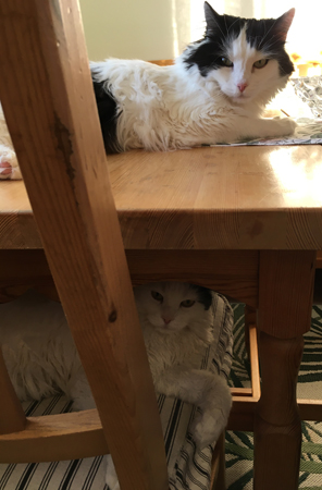 Våningssäng Lucifer och Citrus