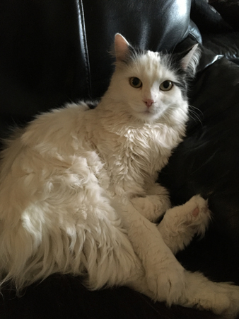 Citrus ser nöjd ut i Annas fåtölj